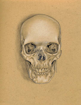A-skull-anterior-notxt