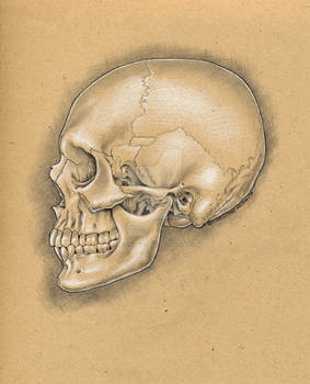 A-skull-lateral-notxt