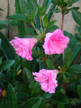 The Pink Hibiscus