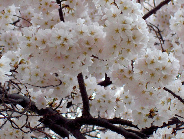 Japanese Sakura