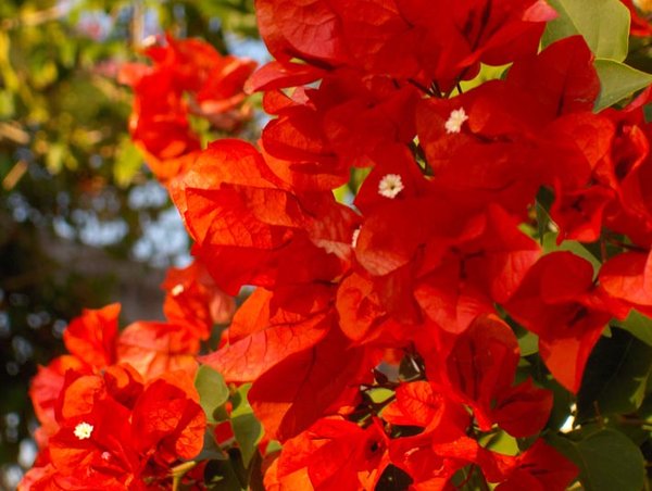 Red Bougainvillea