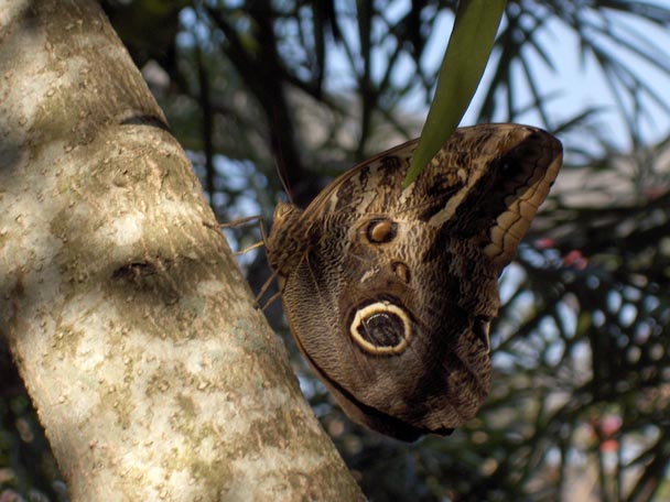 Owl Eyed Morpho Butterfly