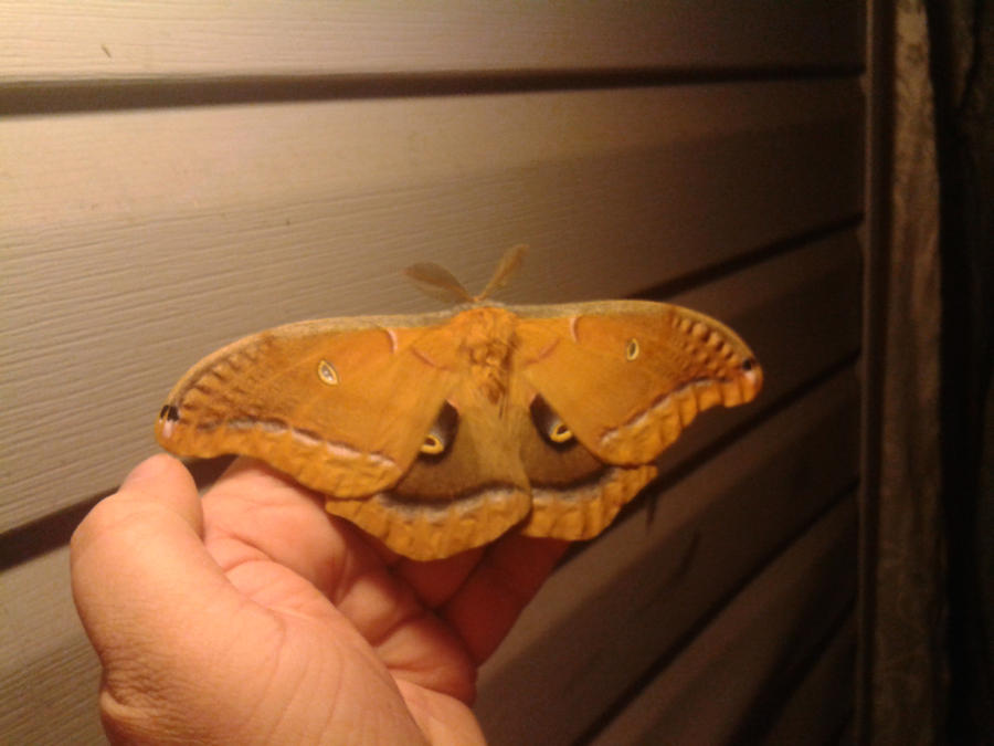 Moth 404 Moth by jm06014 on DeviantArt