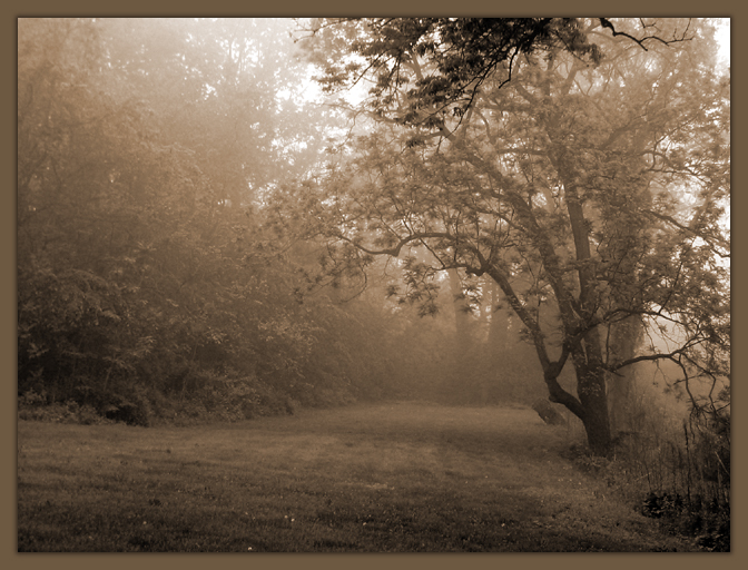 Forest Edge - Sepia Collection