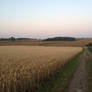 Fields (Photo)