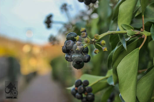 Berries