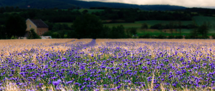 Field of depth