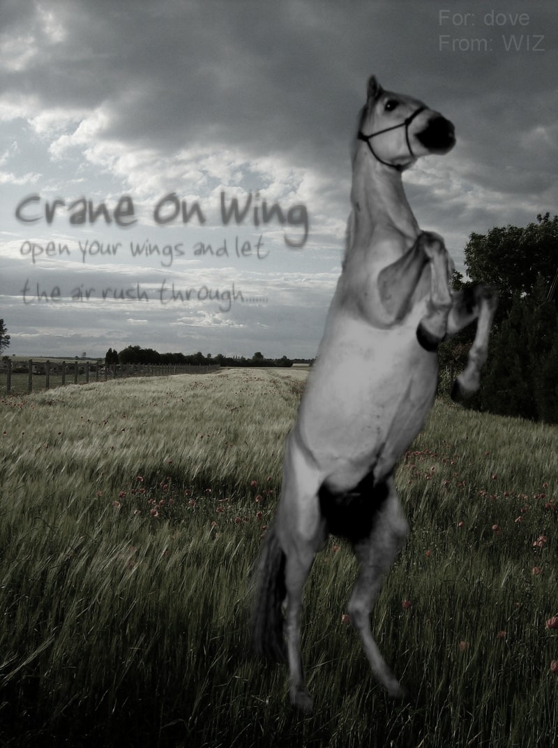 Crane On Wing