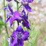 Larkspur