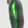 Jewel Beetle Experiment