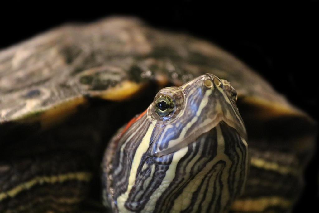 The Hyperactive Turtle Shocking, A Turtle! by CobraDragons on DeviantArt