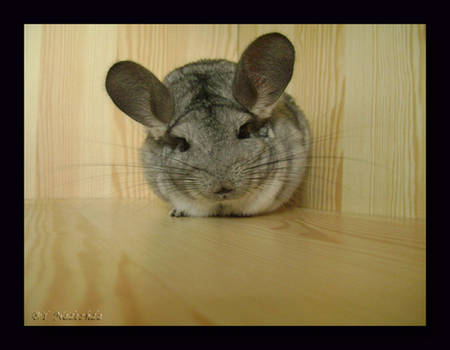 Chinchilla