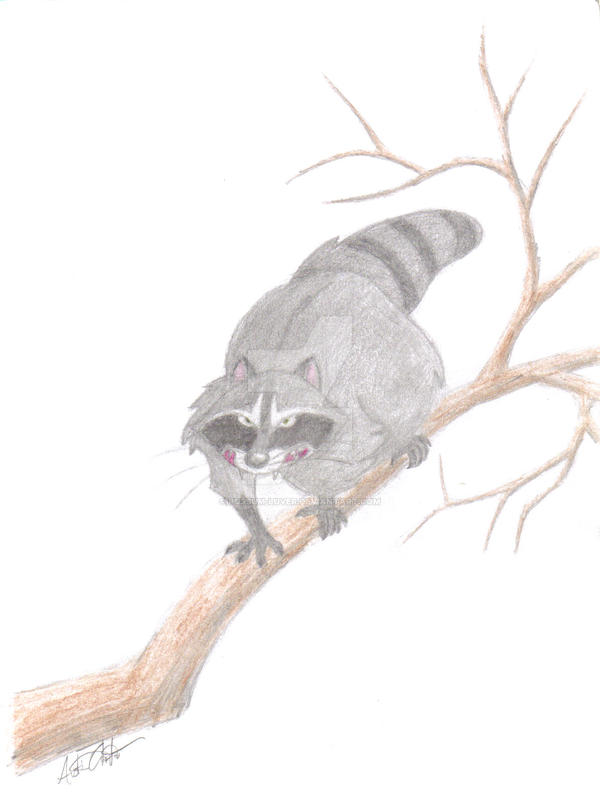 Fat Raccoon by Possum-luver on DeviantArt