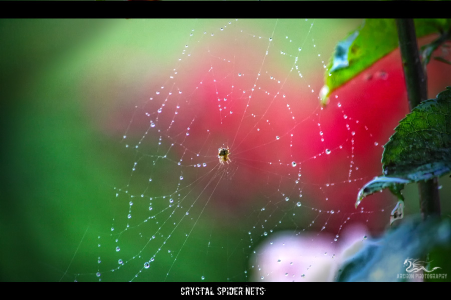 crystal spider net