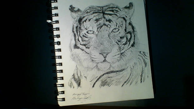 Bengal Tiger Ink Sketch