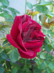 Pink Rose in Bloom