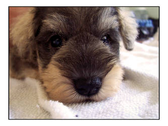 Puppy Schnauzer 24