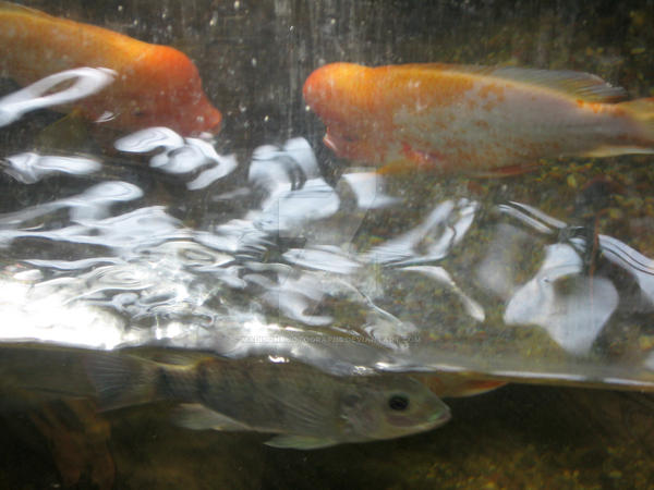 3 Dimensional Fish by MadisonPhotographs on DeviantArt