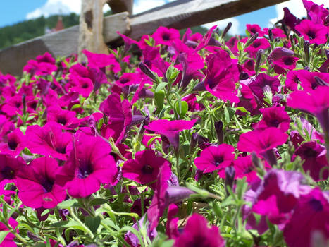 ::Field of Purple:: Helen, GA