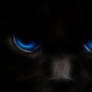 Blue Eyes Cat Wallpaper