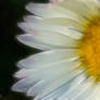 Margueritt