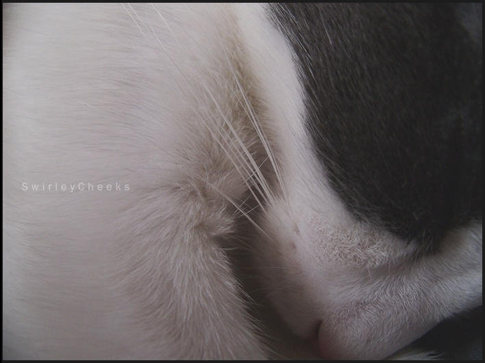 Beautiful view of Feline Fetal Development Video