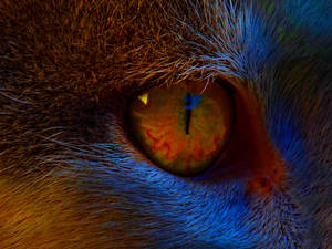 Colorful Eye by iVennex