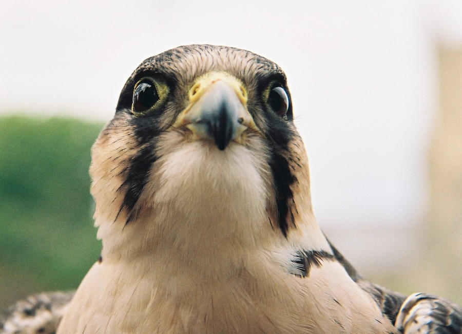 I'm Faster Than You by Earth-Hart on DeviantArt