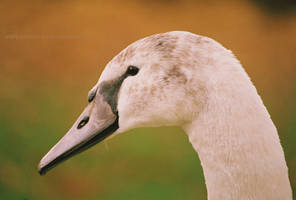 Autumn Profile