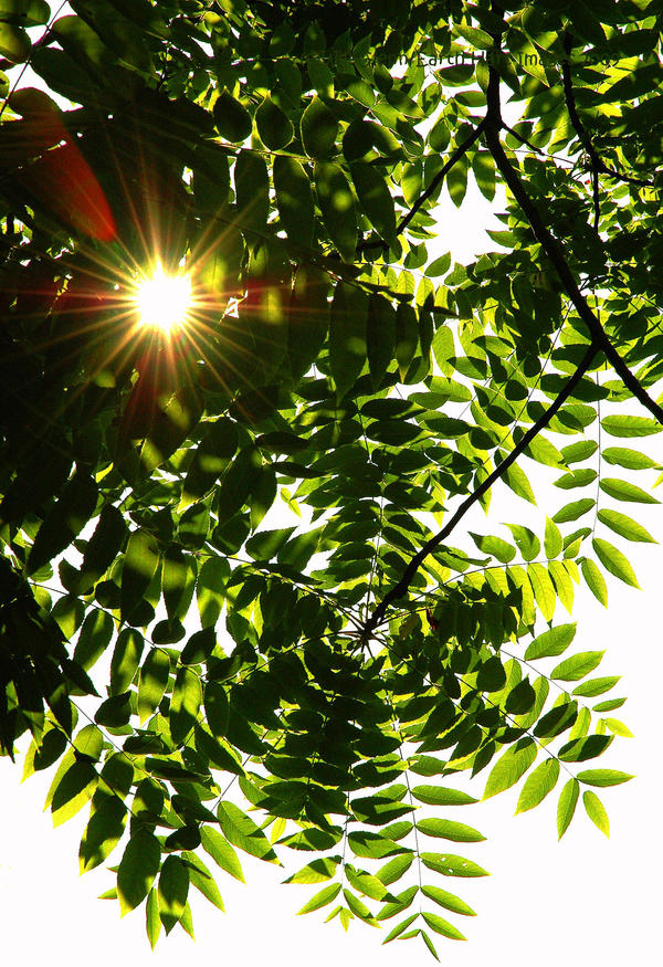 Black Walnut Sunlight