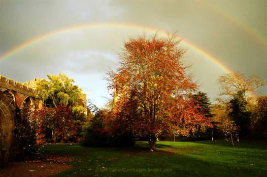 Copper Beech Rainbow