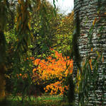 Autumnal Fire Through Willow by Earth-Hart