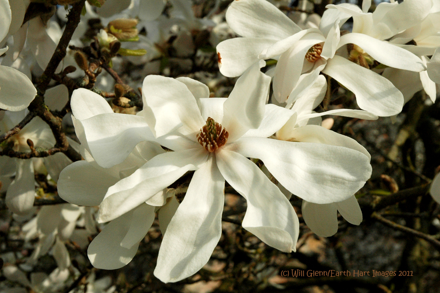 Open Magnolia