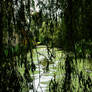 Through the Willow Curtain