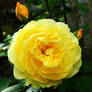 An English Rose...