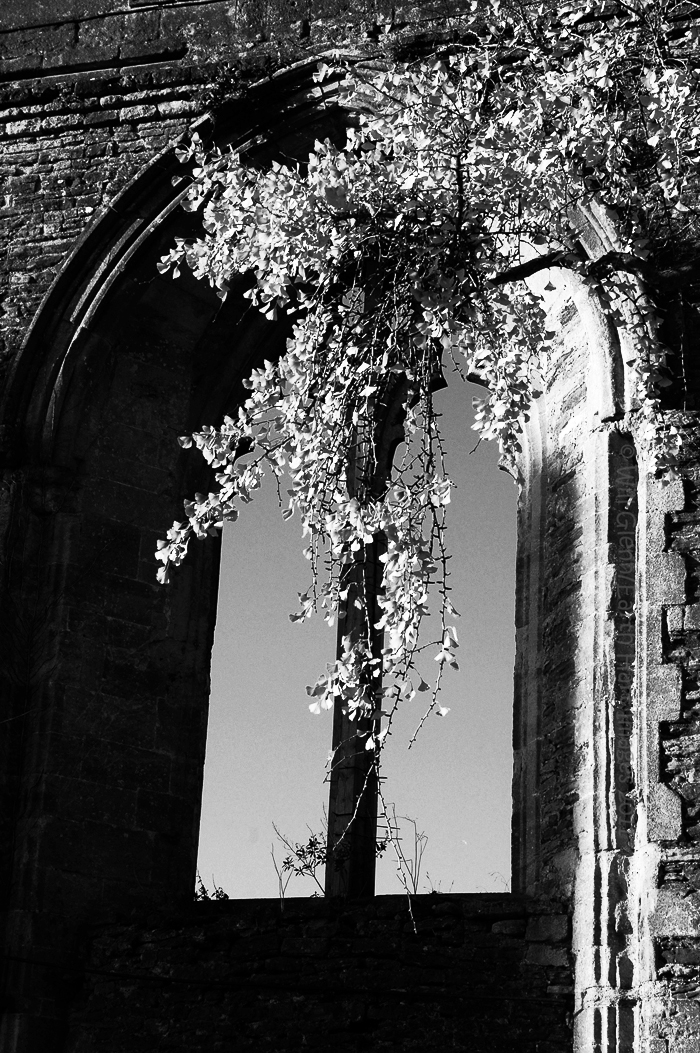 Maidenhair Arch