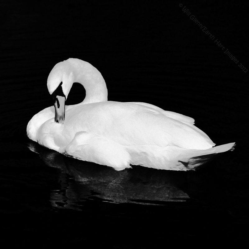 White Swan, Black Water