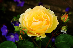 The Rose 'n' Feather by Earth-Hart The Rose 'n' Feather by Earth-Hart