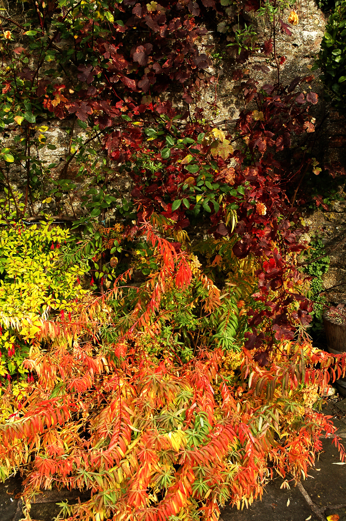 Autumn in the Garden