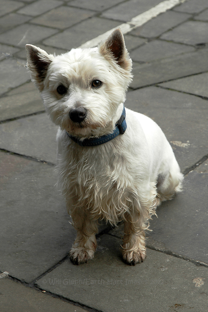 Wee Westie