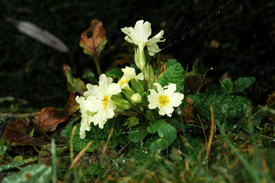 New Year Primrose