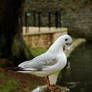 Black-Head Preening