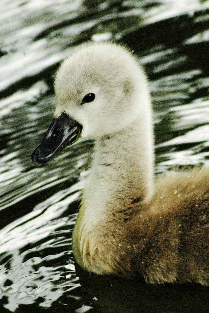 Little Swan