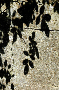 A Shadow of Nature