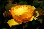 Lotus Rose by Earth-Hart