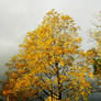 Autumn Sunshine and Showers