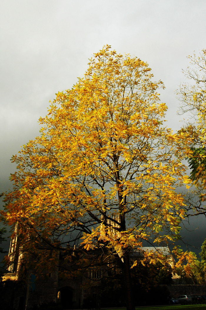 Autumn Sunshine and Showers