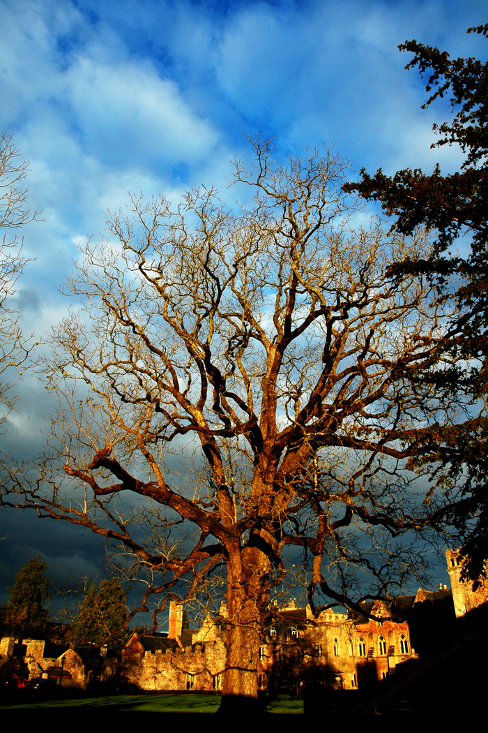 The Old Black Walnut Tree