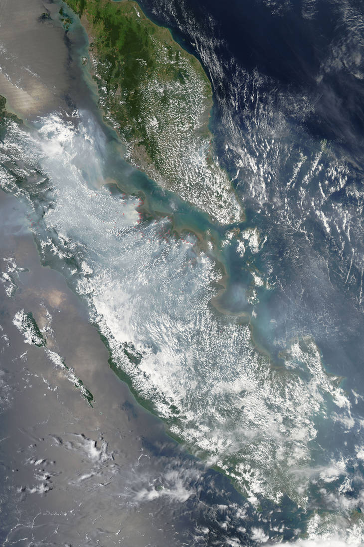 Palm Oil or Forest. What's It To You? by Earth-Hart