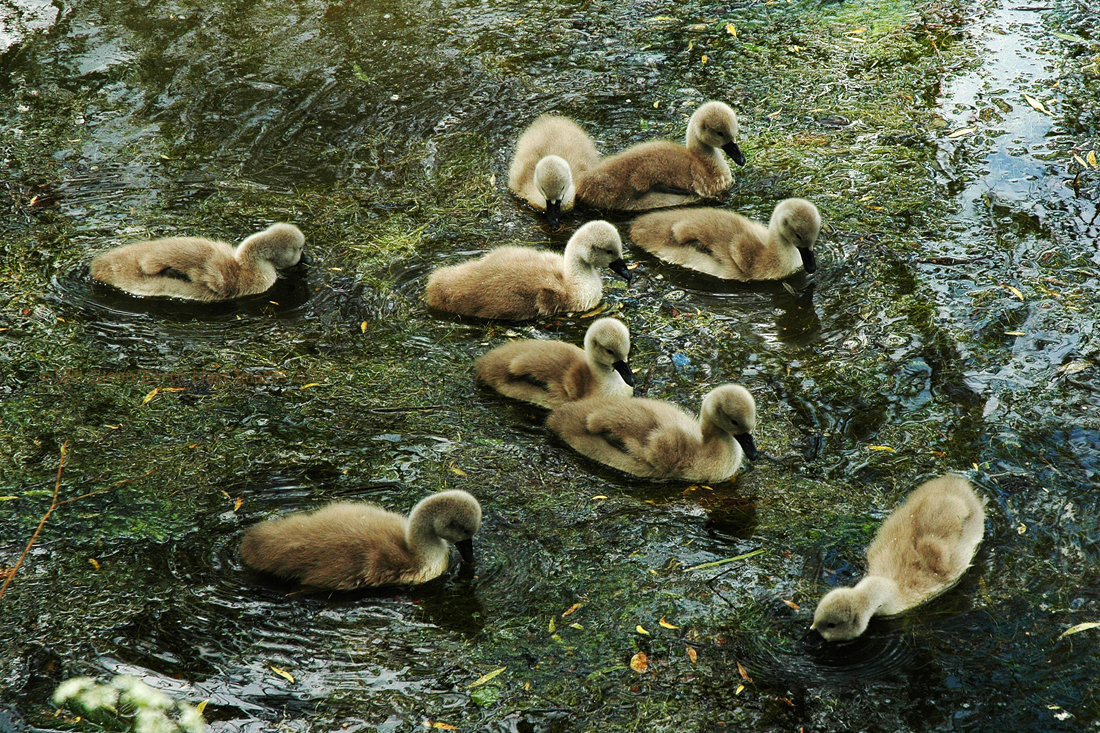 In Amongst Their Greens